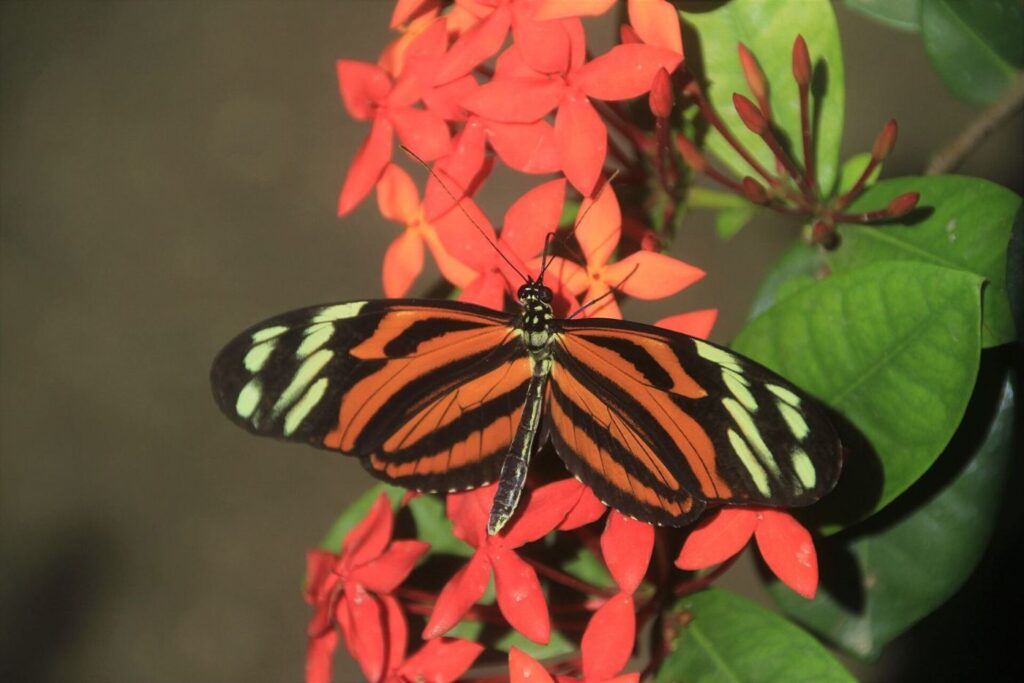 Aruba Butterfly Farm