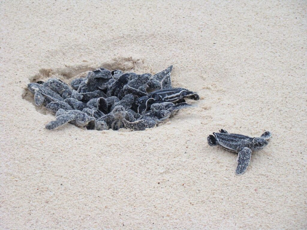Leatherback Turtle eggs hatching at Eagle Beach, Aruba