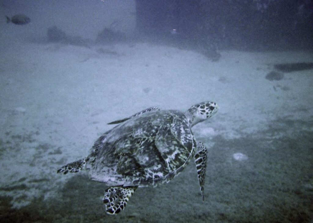 Turtle at Antilla Wreck Aruba