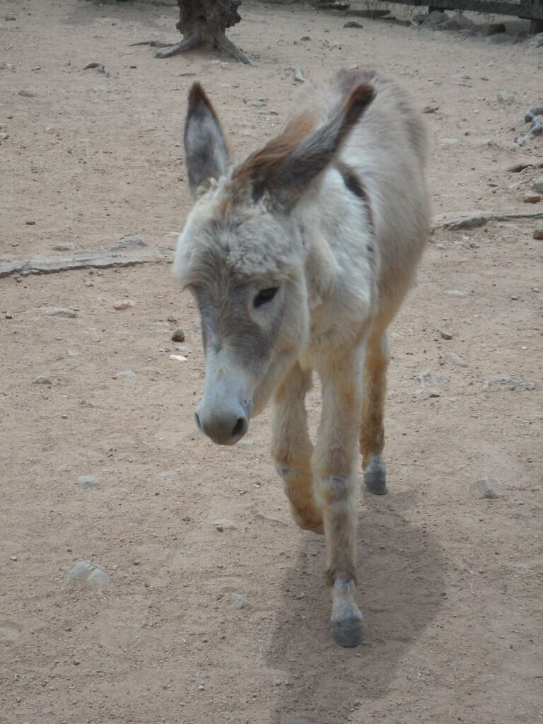 Donkey sanctuary Aruba Santa Lucia Santa Cruz Aruba