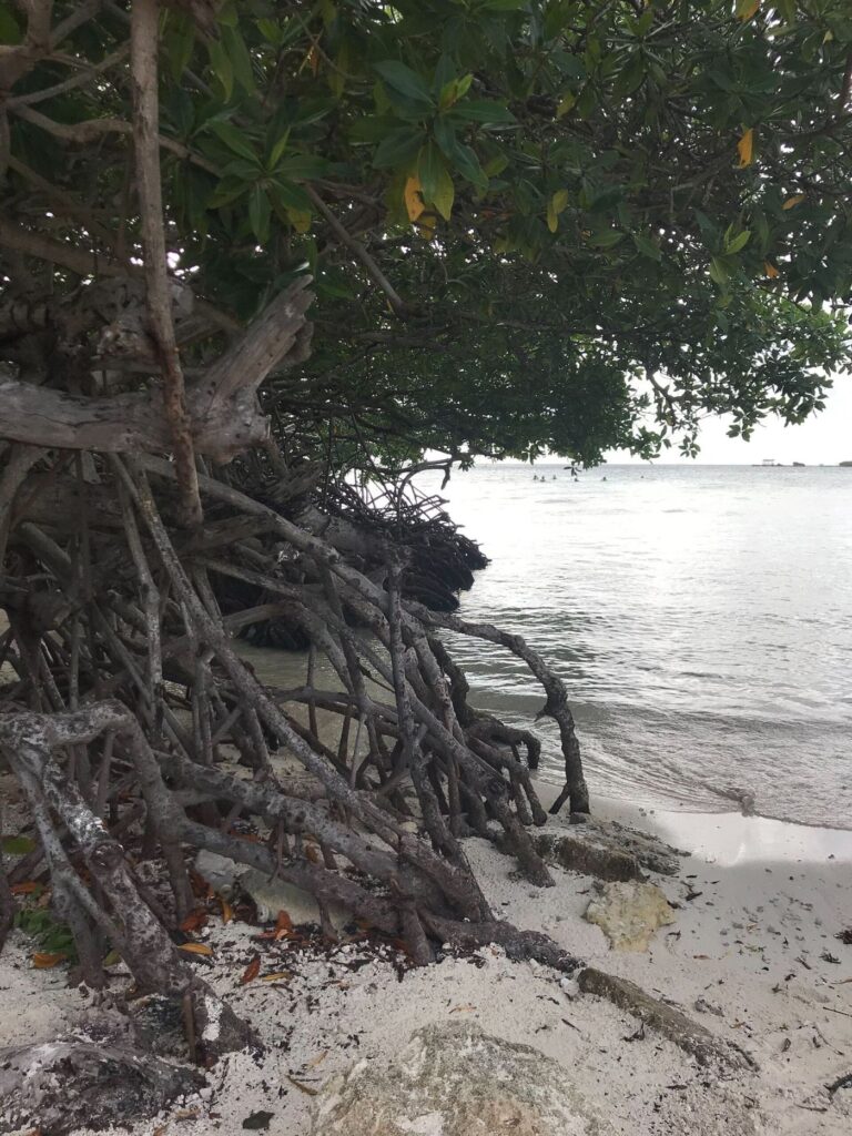 Beach view Mangel Halto 11 37 02 988000