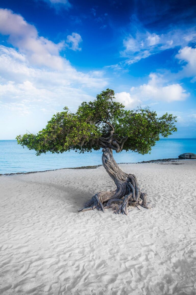 Fofoti Tree, Eagle Beach, Aruba